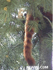 Pictures Central Park Zoo Red Pandas Photos